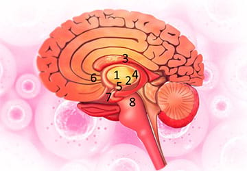 گلوبوس پالیدوس در کدام قسمت مغز قرار دارد؟
