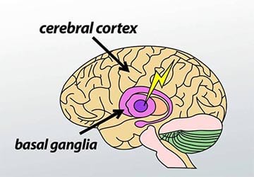 عقده های قاعده ای مغز (Basal ganglia)