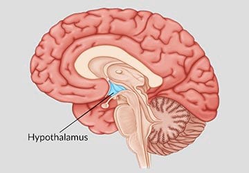هیپوتالاموس چیست و در کجای مغز قرار دارد؟