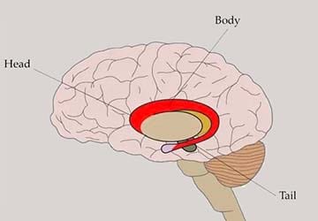 هسته دم دار در کدام قسمت مغز قرار دارد؟