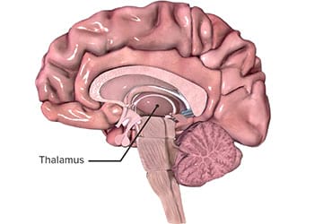 تالاموس و نقش آن در مغز چیست؟
