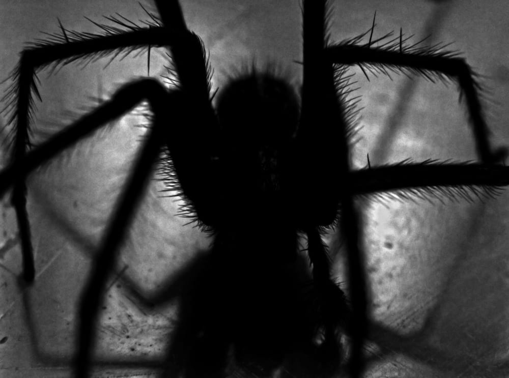 ترس از عنکبوت و دلیل آن