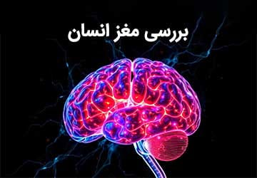 بررسی کلی مغز انسان پیچیده‌ترین عضو بدن