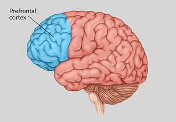 قشر جلوی مغز یا کورتکس: مسئول تصمیم گیری و شخصیت