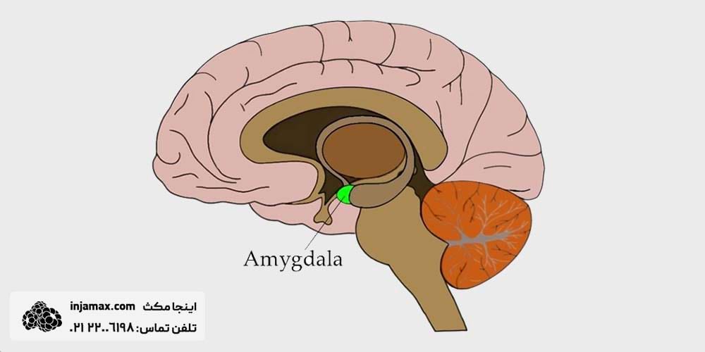 فرآیند مغزی تصمیم‌گیری