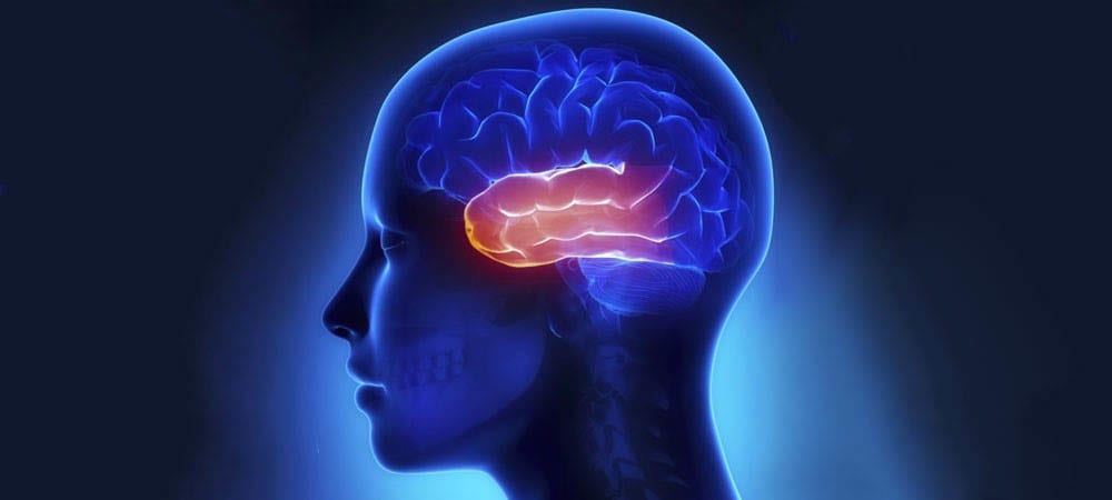 لوب گیجگاهی از لوب های مغز