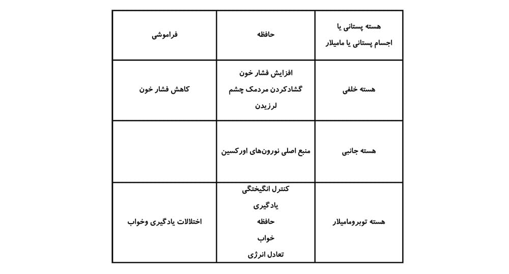 هیپوتالاموس و هسته های آن