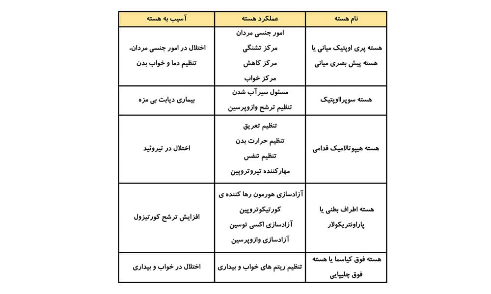 هسته های هیپوتالاموس