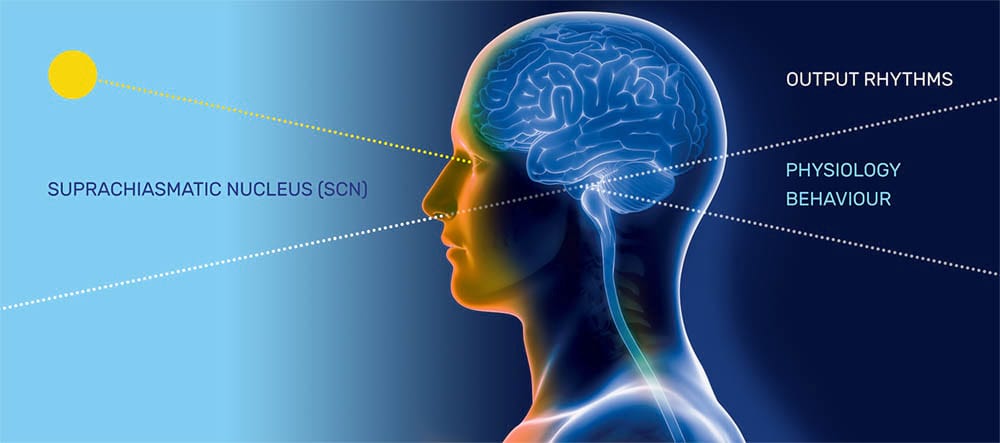 هسته سوپراکیاسماتیک یا قدامی