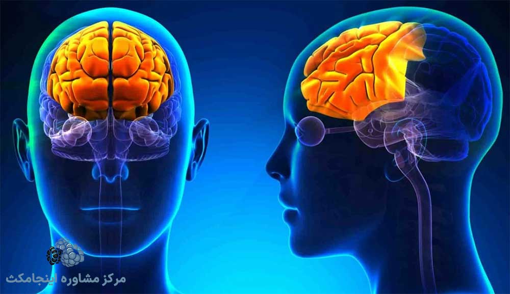 قشر جلوی مغز یا کورتکس