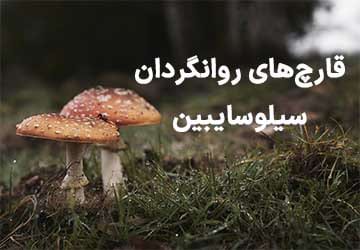 قارچ های روانگردان سیلوسایبین و کاربرد آنها