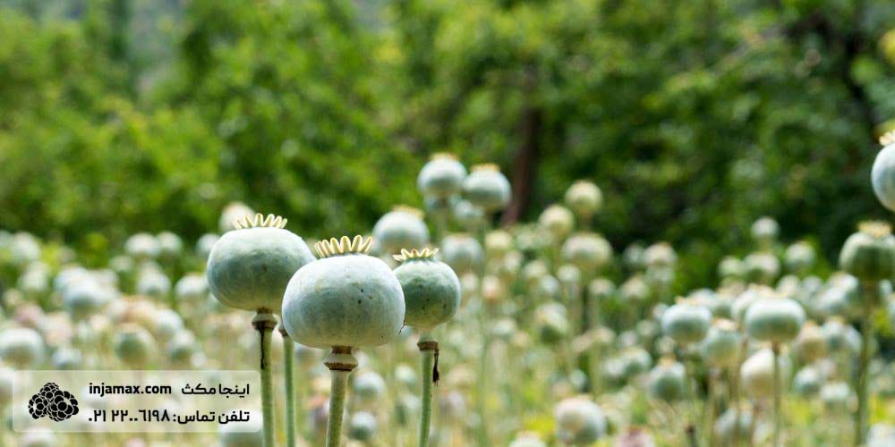 ترک تریاک و خماری