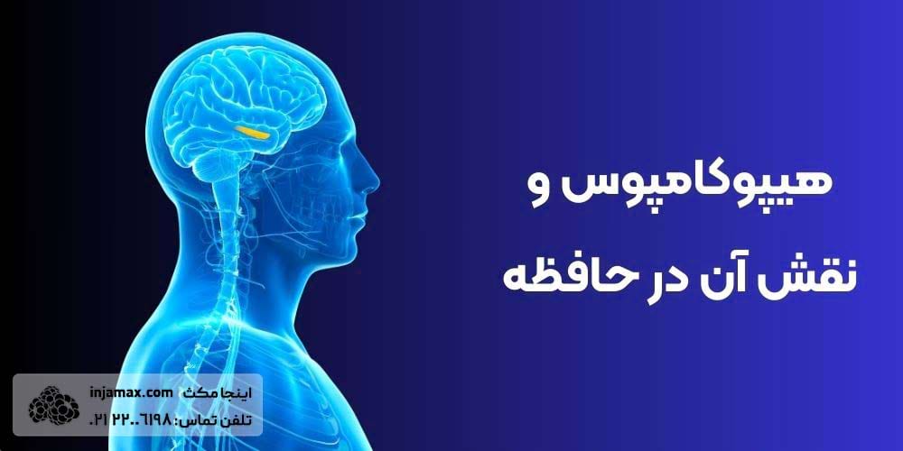 هیپوکامپوس و نقش آن در حافظه