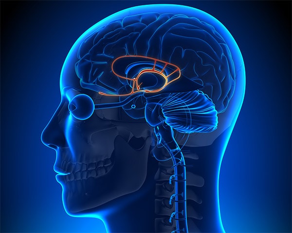 آمیگدال در مغز