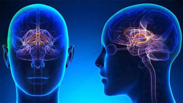 سیستم لیمبیک
