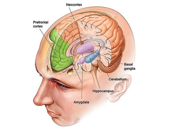 hippocampus