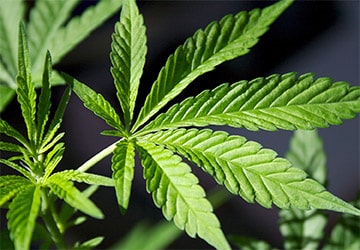 oldimages/postsimages/post0456/Marijuana-thumb.jpg